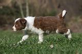 BORDER COLLIE 814